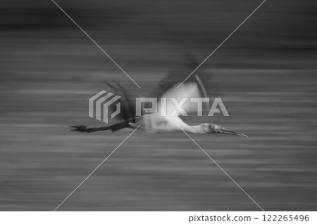 Mono slow pan of stork flying past 122265496