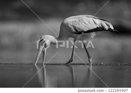 Mono stork looks for food in pond Mono stork looks for food in pond 122265497