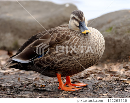 鴨 122265516