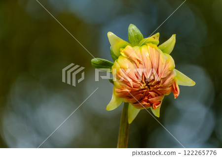 The soft colors of blooming dahlias 122265776