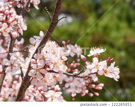 The pink cherry blossoms are blooming beautifully in spring The pink cherry blossoms are blooming beautifully in spring 122265851