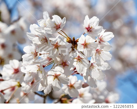 The pink cherry blossoms are blooming beautifully in spring 122265855