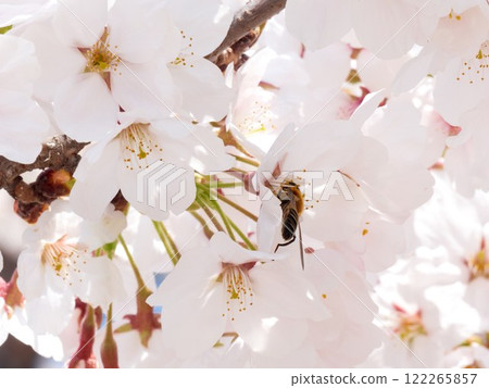 The pink cherry blossoms are blooming beautifully in spring 122265857