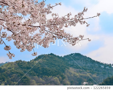 The pink cherry blossoms are blooming beautifully in spring 122265859
