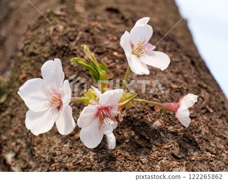The pink cherry blossoms are blooming beautifully in spring The pink cherry blossoms are blooming beautifully in spring 122265862