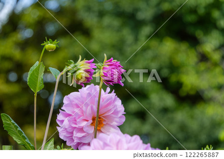 Bright pink dahlias blooming in a garden 122265887