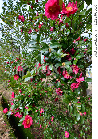 Winter camellias in the front garden of Tonami City Museum of Art 122266010