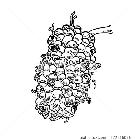 Red Mulberries fruit drawing 122266036