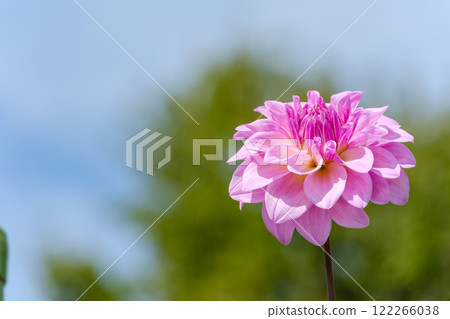 粉紅色的大麗花在藍天中閃耀 122266038