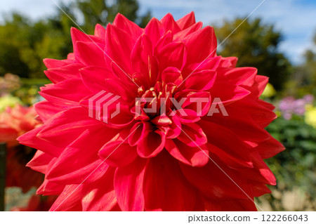 Bright red dahlia close-up Bright red dahlia close-up 122266043