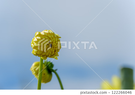 黃色大麗花和藍天等待綻放 122266046