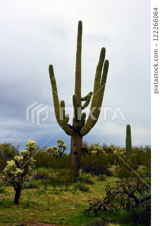 Central Sonora Desert Arizona Central Sonora Desert Arizona 122266064