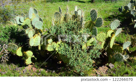 Prickly Pear Cactus Sonora Desert Arizona Prickly Pear Cactus Sonora Desert Arizona 122266070