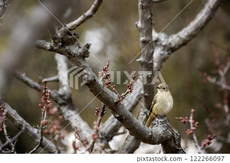 Scenery of small birds coming to the plum grove when the plum blossoms bloom - 3 Scenery of small birds coming to the plum grove when the plum blossoms bloom - 3 122266097