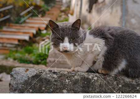 Street cat of Turkey roam freely, lounging, playing, and exploring the vibrant streets, creating charming scenes of daily life in urban and rural settings. Kas resort village Street cat of Turkey roam freely, lounging, playing, and exploring the vibrant streets, creating charming scenes of daily life in urban and rural settings. Kas resort village 122266624