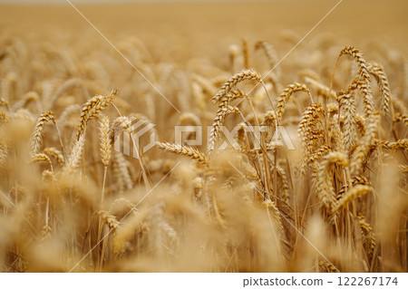 Close-up of ripe golden wheat in agricultural field. Harvest growth. Business concept, agriculture. Close-up of ripe golden wheat in agricultural field. Harvest growth. Business concept, agriculture. 122267174