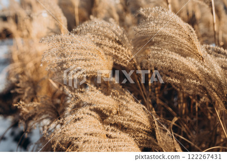 Abstract natural background of soft plants Cortaderia selloana. Frosted pampas grass on a blurry bokeh, Dry reeds boho style. Patterns on the first ice. Fluffy stems of tall grass under snow in winter 122267431