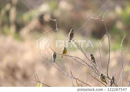 A greenfinch resting on a branch 122267547