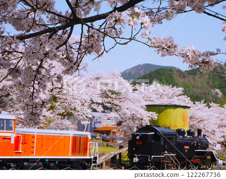 Cherry blossoms in full bloom and a parked steam locomotive Cherry blossoms in full bloom and a parked steam locomotive 122267736