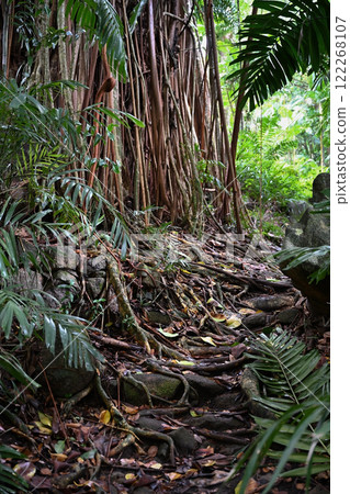 Mahe island rainforest trail in Seychelles 122268107
