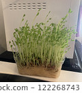 在家種豆子 122268743
