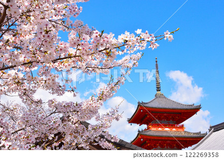 春天櫻花盛開的清水寺 122269358