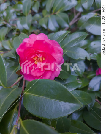 Red sasanqua flower Red sasanqua flower 122269445