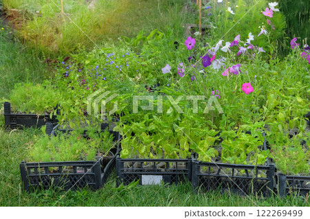Nicotiana suaveolens, basil and other plants seedlings are prepared for planting in garden. Countryside. Cottage garden. Sunny. Nicotiana suaveolens, basil and other plants seedlings are prepared for planting in garden. Countryside. Cottage garden. Sunny. 122269499