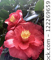 紅山茶花 122269659
