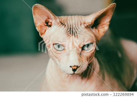 Serious muzzle of a bald hairless beautiful cat with blue eyes close-up. Canadian sphinx. Wrinkled sad feline pet. Expressive face of domestic animal. Serious muzzle of a bald hairless beautiful cat with blue eyes close-up. Canadian sphinx. Wrinkled sad feline pet. Expressive face of domestic animal. 122269894