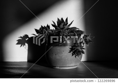 Succulent plant is growing in clay pot in homy interior Black and white floral photography. Cactus plant indoors in a spot of light. Spectrum of light 122269896