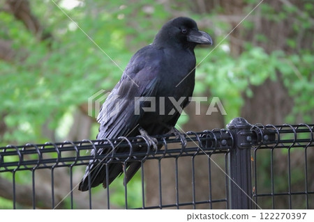 A crow stopped at the fence A crow stopped at the fence 122270397