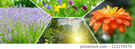 Colorful collage of flowers garden. 122270479