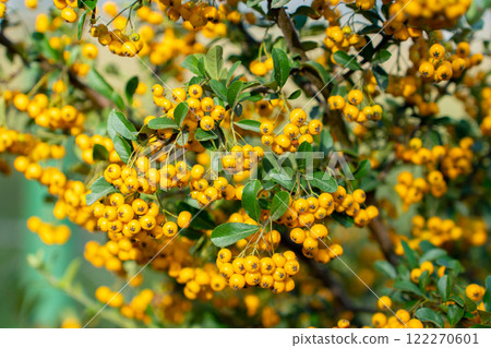 Fire thorn with yellow Pyracantha fruits in autumn 122270601