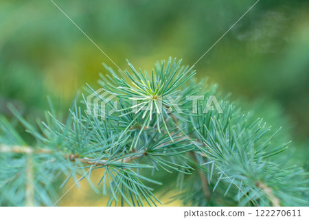 Close-up of a pine branch with a new young shoot. The green needles 122270611