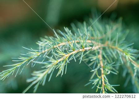 Close-up of a pine branch with a new young shoot. The green needles 122270612