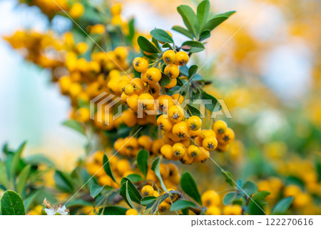Fire thorn with yellow Pyracantha fruits in autumn 122270616