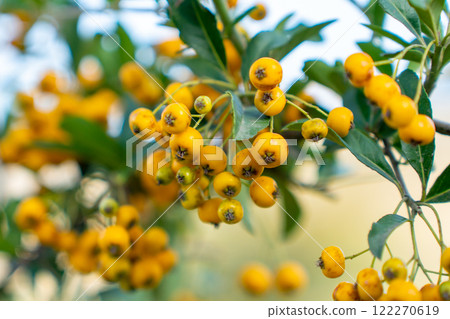 Fire thorn with yellow Pyracantha fruits in autumn Fire thorn with yellow Pyracantha fruits in autumn 122270619