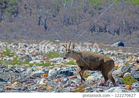 South Andean Huemul walking through rocky terrain in Patagonia South Andean Huemul walking through rocky terrain in Patagonia 122270627