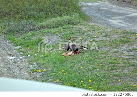 Caracara feeding on a carcass in a grassy area with a natural backdrop in Patagonia 122270803