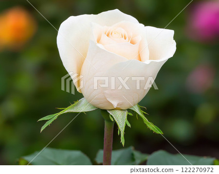 close up of budding rose in sharp focus, showcasing its delicate petals and soft colors, evoking sense of tranquility and beauty 122270972