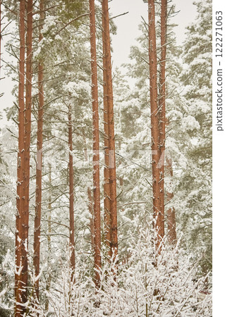 The heavy snowfall in a wild park, winter fairy tale in the forest, snow-covered tree branches, large flakes of snow are slowly falling, nobody, snow storm, blizzard The heavy snowfall in a wild park, winter fairy tale in the forest, snow-covered tree branches, large flakes of snow are slowly falling, nobody, snow storm, blizzard 122271063