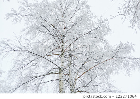 The heavy snowfall in a wild park, winter fairy tale in the forest, snow-covered tree branches, large flakes of snow are slowly falling, nobody, snow storm, blizzard The heavy snowfall in a wild park, winter fairy tale in the forest, snow-covered tree branches, large flakes of snow are slowly falling, nobody, snow storm, blizzard 122271064