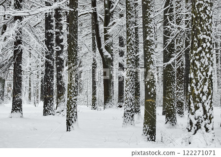 The heavy snowfall in a wild park, winter fairy tale in the forest, snow-covered tree branches, large flakes of snow are slowly falling, nobody, snow storm, blizzard The heavy snowfall in a wild park, winter fairy tale in the forest, snow-covered tree branches, large flakes of snow are slowly falling, nobody, snow storm, blizzard 122271071