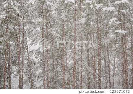 The heavy snowfall in a wild park, winter fairy tale in the forest, snow-covered tree branches, large flakes of snow are slowly falling, nobody, snow storm, blizzard The heavy snowfall in a wild park, winter fairy tale in the forest, snow-covered tree branches, large flakes of snow are slowly falling, nobody, snow storm, blizzard 122271072