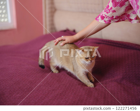 Beautiful short hair cat at home. Adorable domestic pet concept. woman's hand petting a cat at sofa 122271456