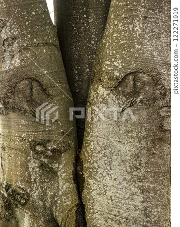 Close-Up View of Two Intertwined Tree Trunks with Detailed Bark Textures 122271919
