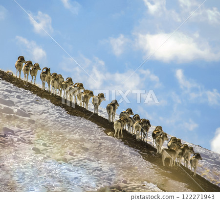 Marco Polo's flock of wild sheep are anxiously looking in the same direction. Marco Polo's flock of wild sheep are anxiously looking in the same direction. 122271943