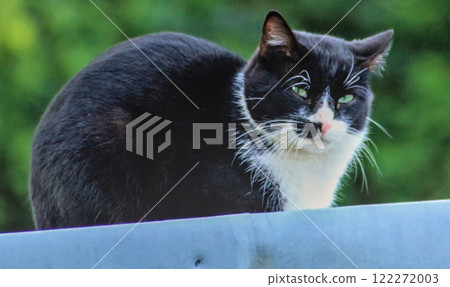 black cat on a roof black cat on a roof 122272003