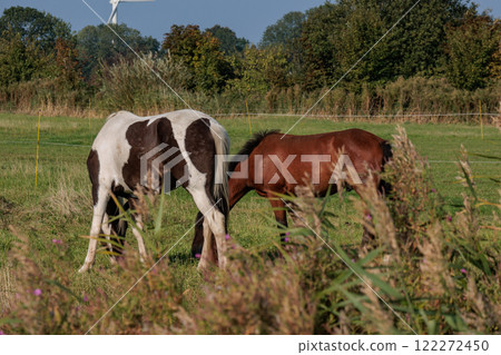 eastern frisia at the north sea in germany eastern frisia at the north sea in germany 122272450